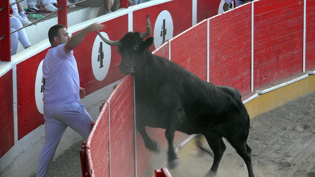 VAQUILLAS DE LA GANADERIA ARRIAZU EN LA PLAZA DE TOROS DE FITERO, 20-9-2025
