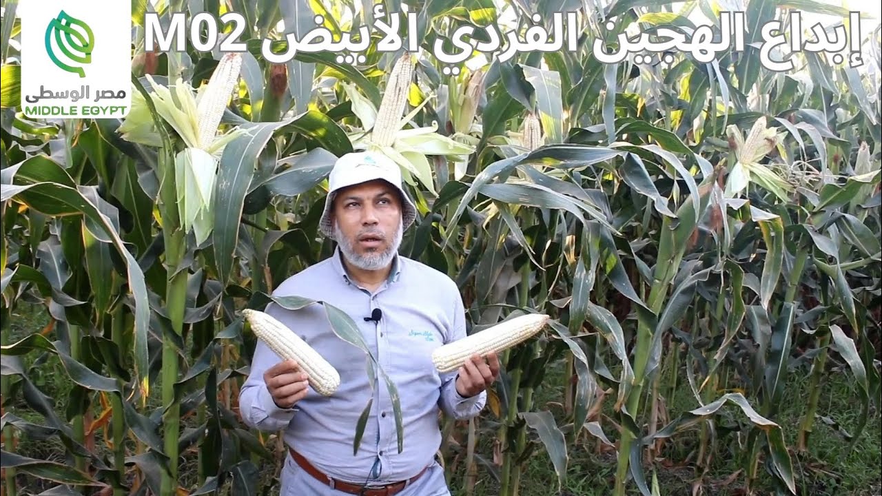 الهجين الفردي الأبيض M02 ● الهجين الأقوي في مصر #مستقبل_زراعة_الذرة_الشامية_في_مصر