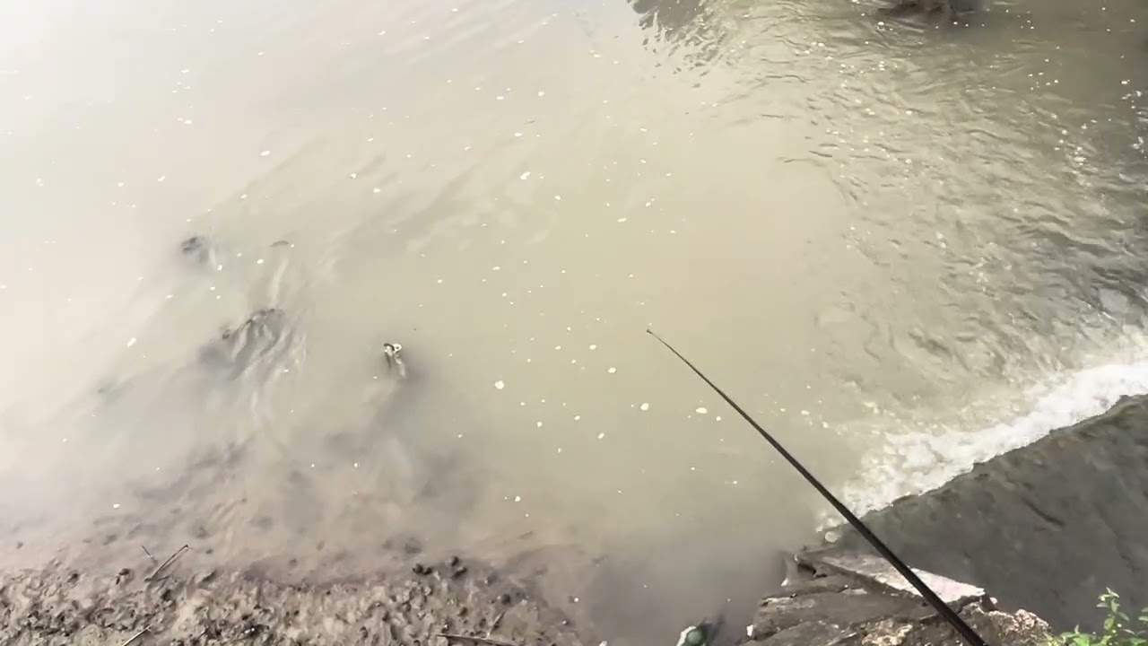 Air surut ikan kecil