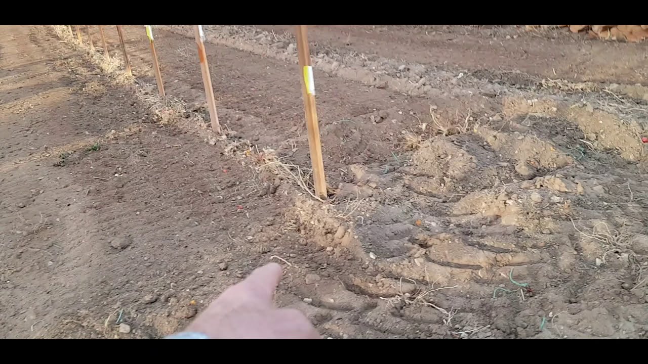TOPRAK KÖKENLİ HASTALIK VE DİĞER SORUNLARIN EN İYİ ÇÖZÜMÜ BU VİDEODA!