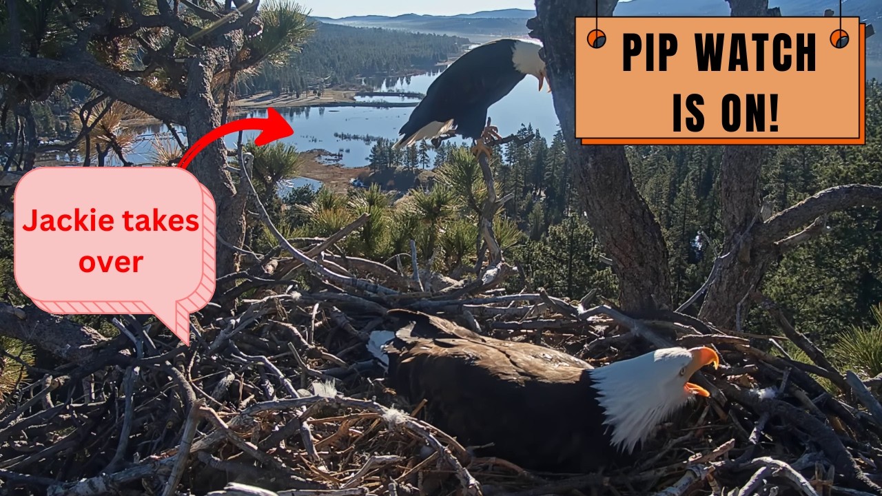 PIP WATCH IS ON! 🐣 Jackie Takes Over Incubation - Shadow Leaves!  Big Bear Eagles 2026
