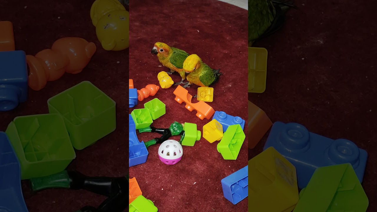 Sunconure chicks playing