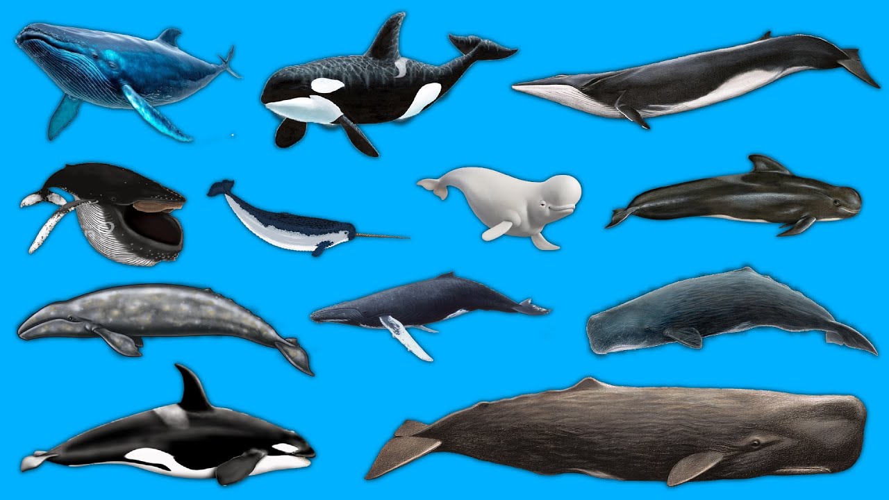 Binatang laut Ikan paus, Paus Biru, Paus Orca, Paus Narwhal, Paus Sirip, Paus Bungkuk, Paus Balin