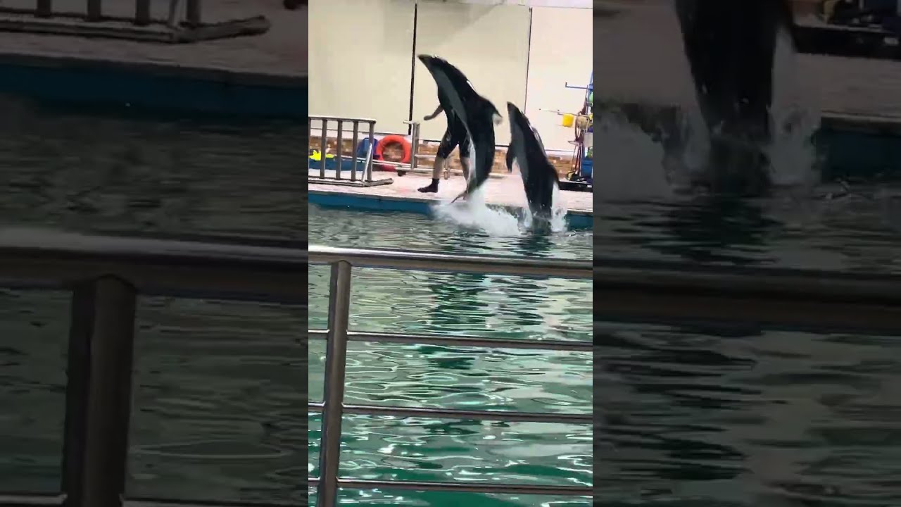 Dolphin village Dammam Saudi Arabia