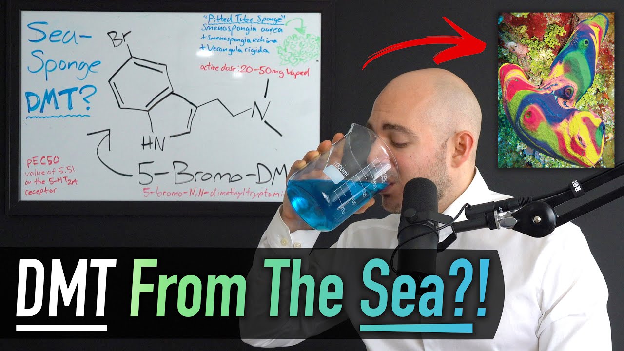 Adam Tests Rare Sea Sponge DMT Live | Vital Educational Content