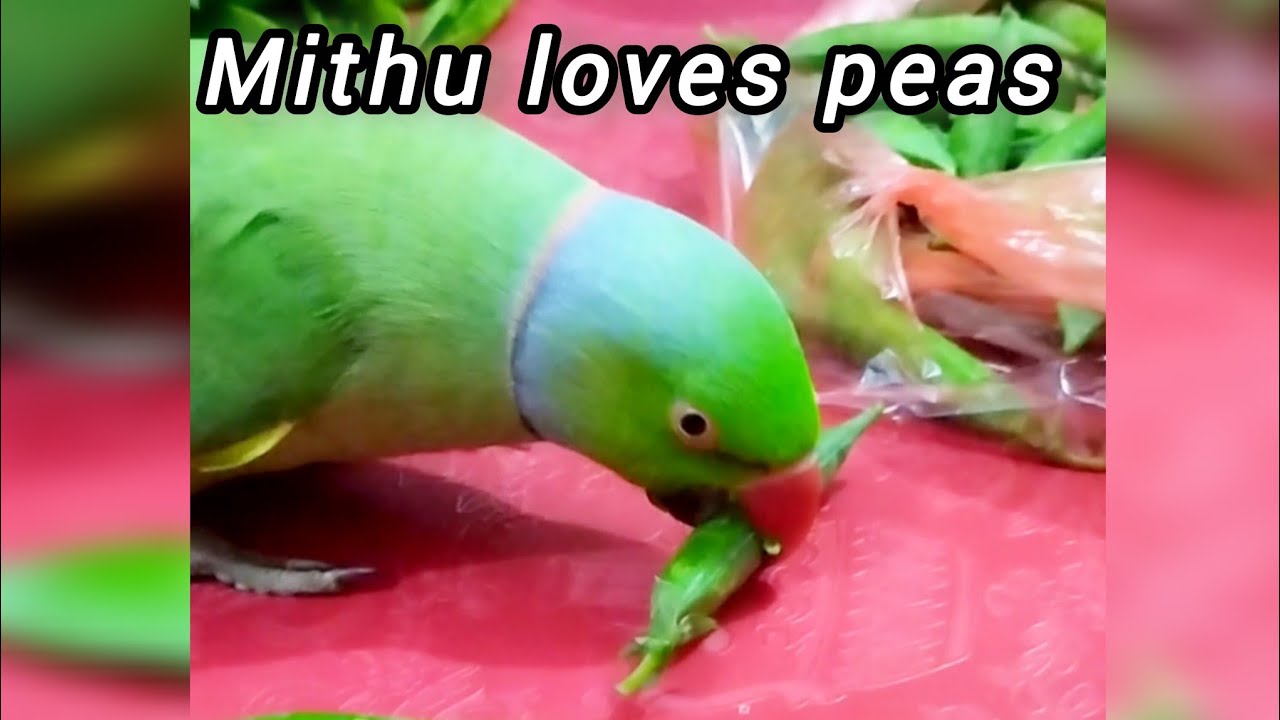 Mithu ko matar bohat pasand hain 😍🦜Cute moments you will love 💚@parrotkiduniya9740