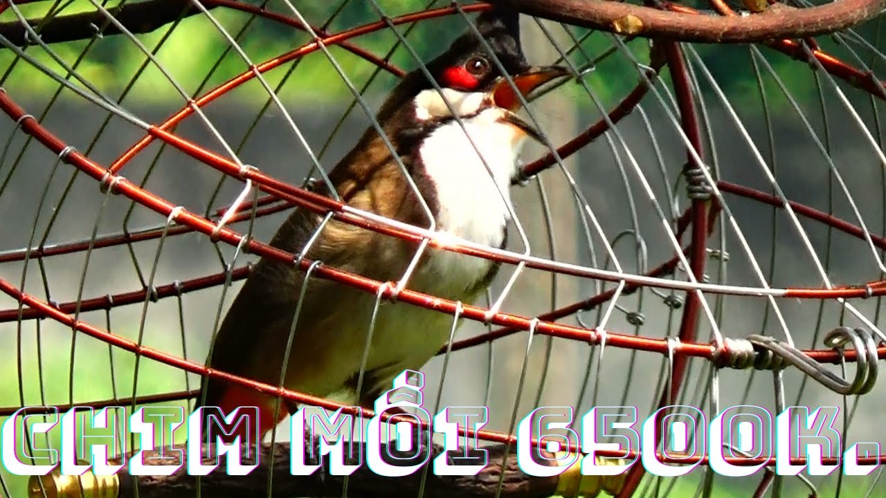 Lần Đầu Tiên Gặp E Chim Chào Mào Mồi G.iá  6500k Ae Xem Tham Khảo.