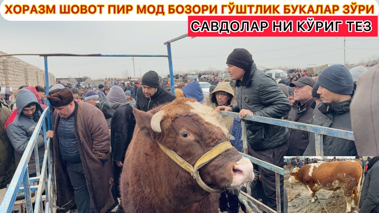 ХОРАЗМ ШОВОТ ПИР МОЛ БОЗОРИ ГЎШТЛИК БУКАЛАР ЗЎРИ САВДОЛАР НИ КЎРИГ ТЕЗ  25-февраль 2026 г.