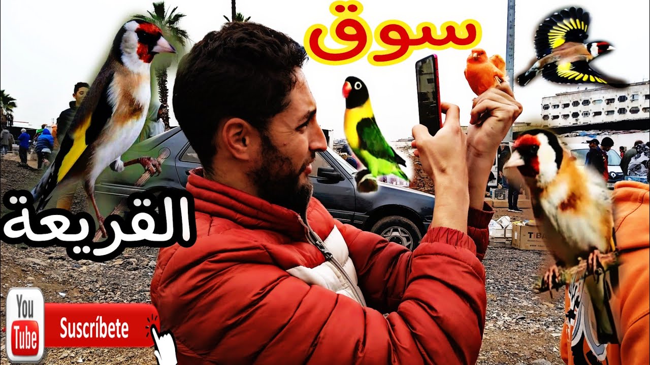 سوق القريعة للطيور السبت 18/2/2023 تعرف على الأثمنة الطيور والحيوانات الأليفة 🦜🇲🇦🔥🐔