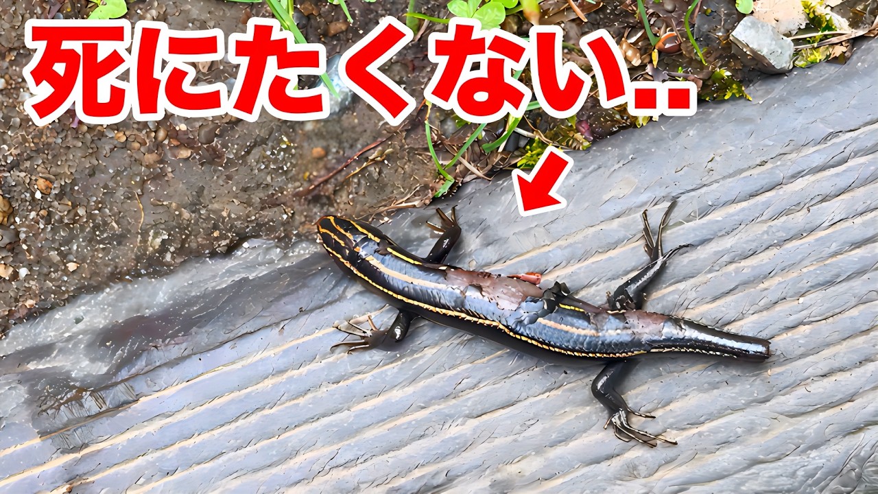 今にも死にそうなトカゲを拾いました...