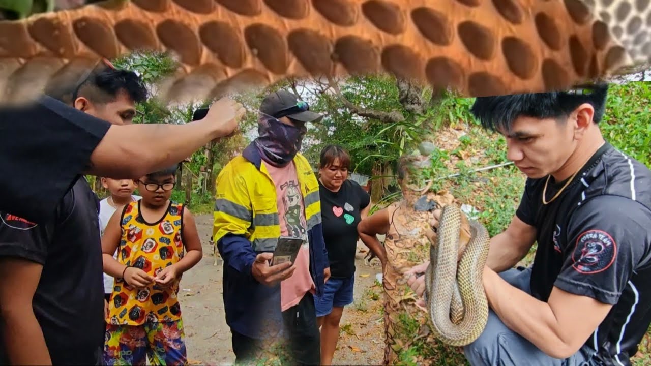 GA BRASONG COBRA SA BALAYAN BATANGAS 