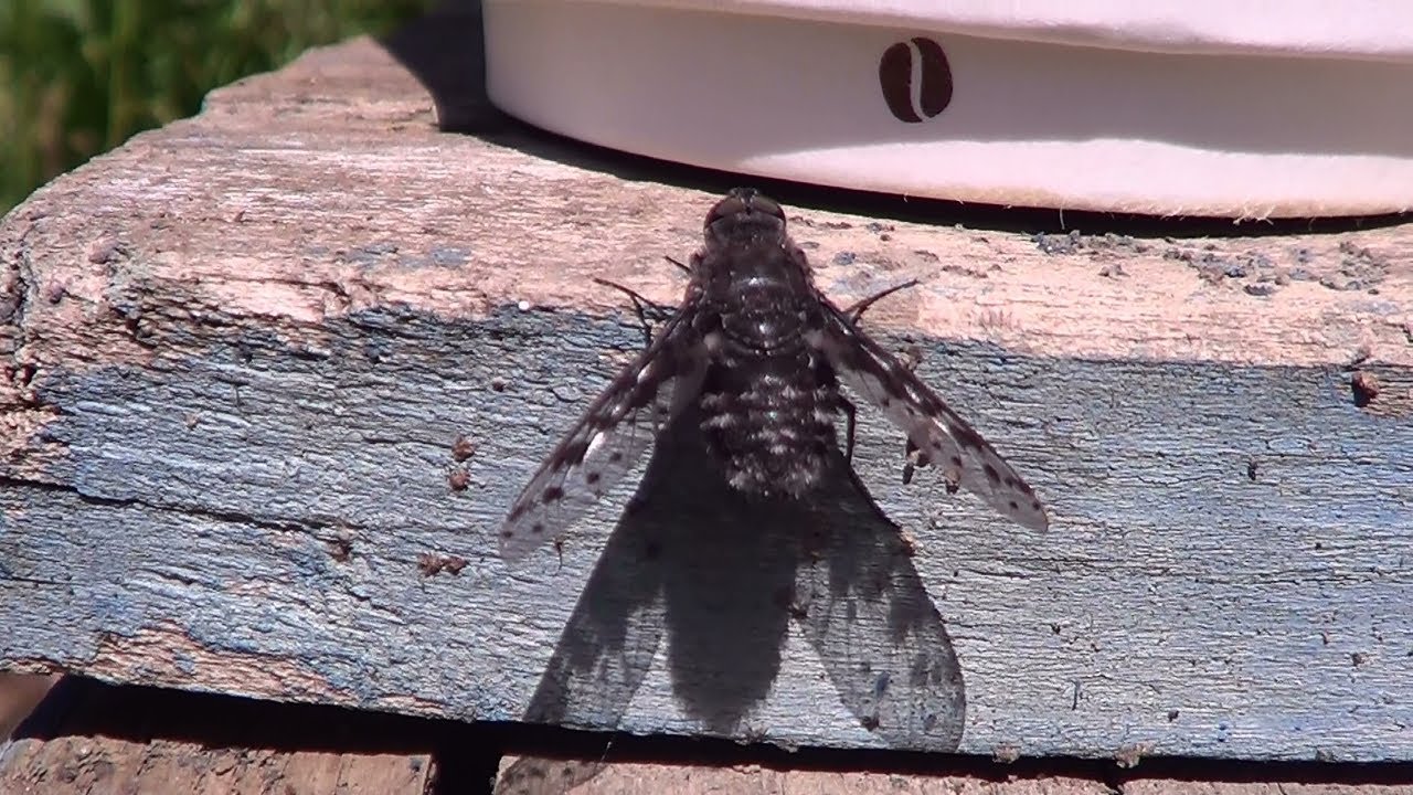 Tiger Bee Fly 3 HQ HD