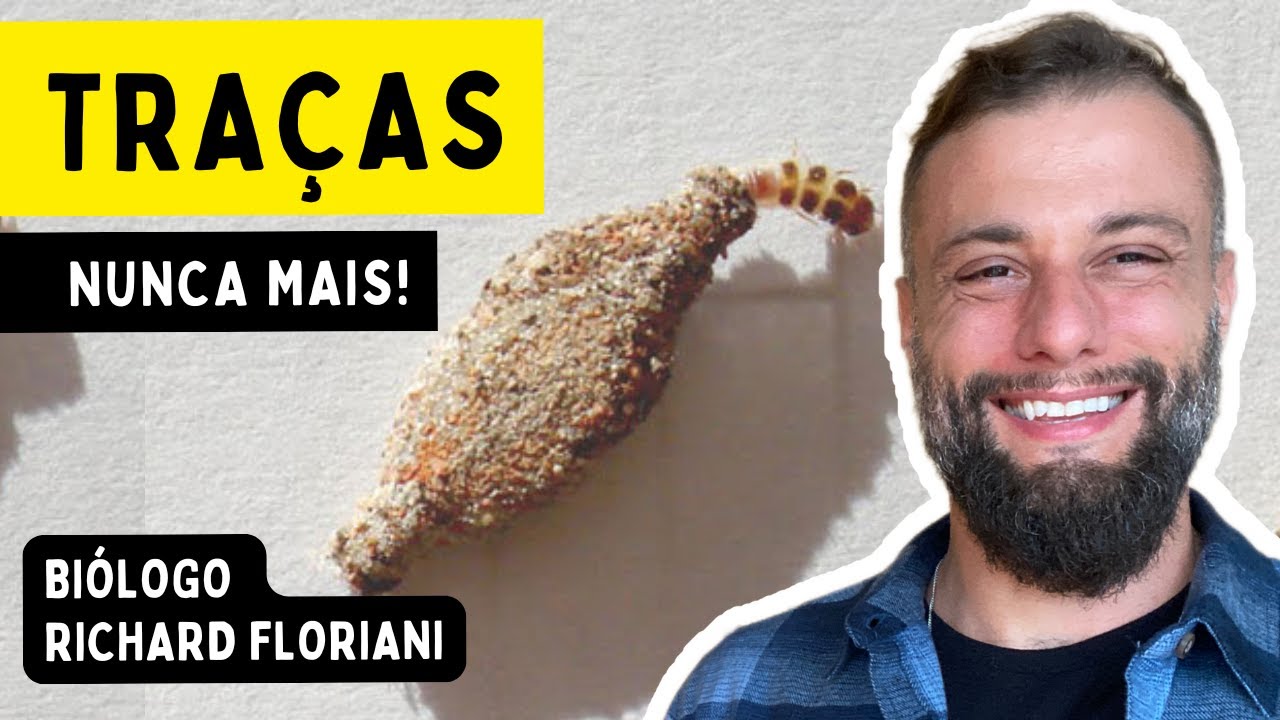 Traça de Parede e de Roupa: O Segredo para Acabar com Elas de Vez!