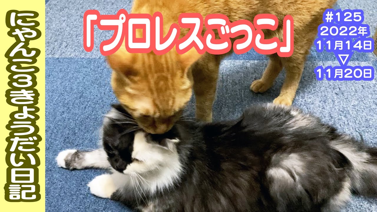 にゃんこ3きょうだい日記 #125 Diary of 3Cats [Nov.14-20/2022]