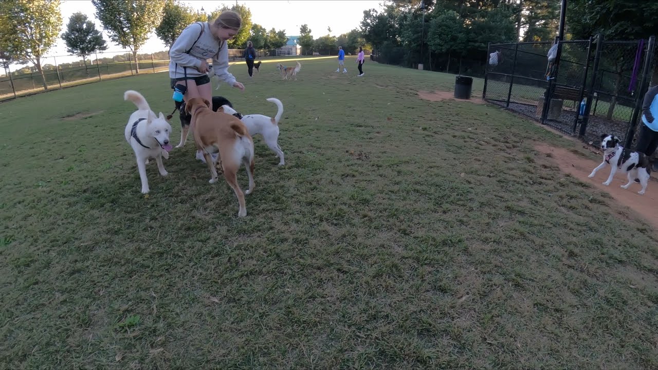 Dog Park TV Saturday afternoon in the Dog Zone