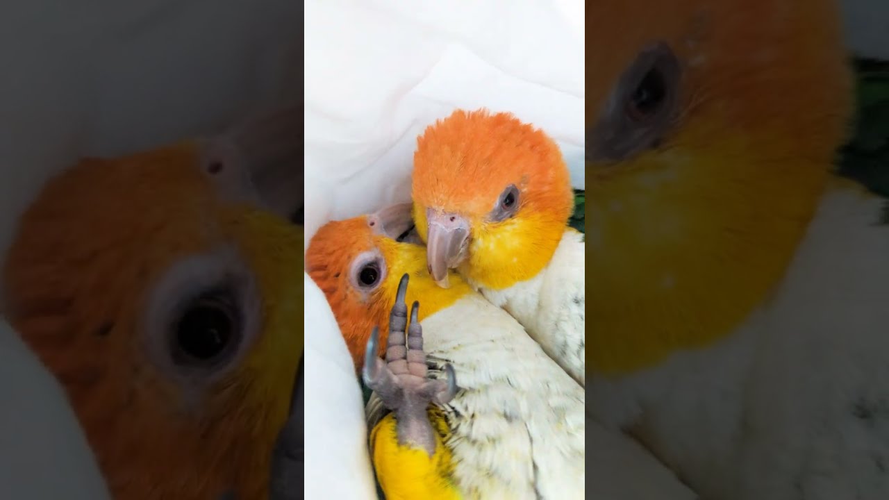 Happy Caique Noises 🥰