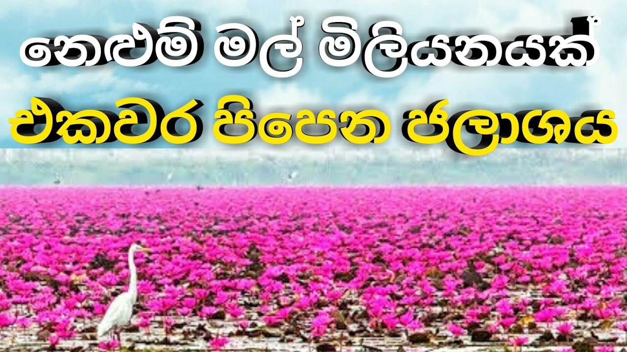 wishma denetha|නෙළුම් මල් මිලියනයක් එකවර පිපෙන ජලාශය|wishma lokaya|nodutu|puduma|danuma|sinhala