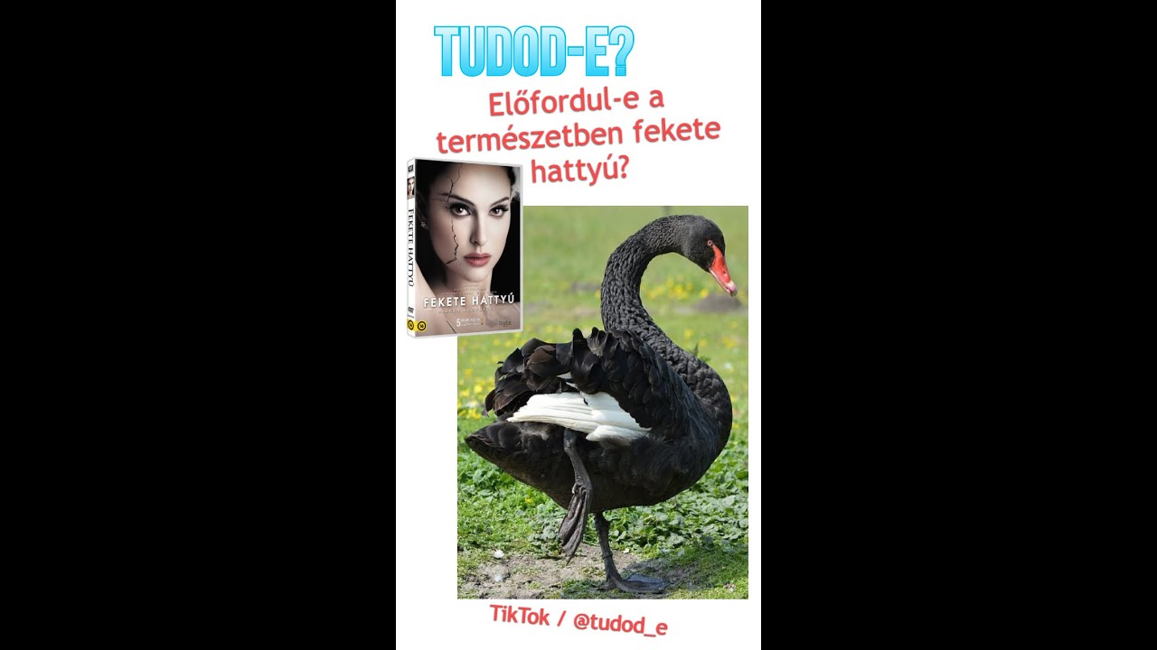 TUDOD-E? - Előfordul-e a term&eacute;szetben fekete hatty&uacute;? #rovidokossagok