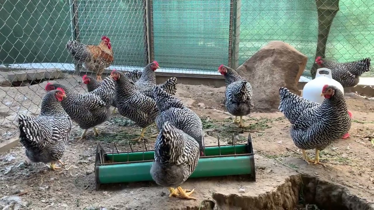 Amrocks,Bielefelder Kennhuhn.                         Породистая птица Амрокс ,Билифельдер. 10.09