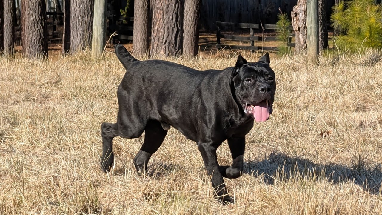 My Cane corso's first time at the dog park