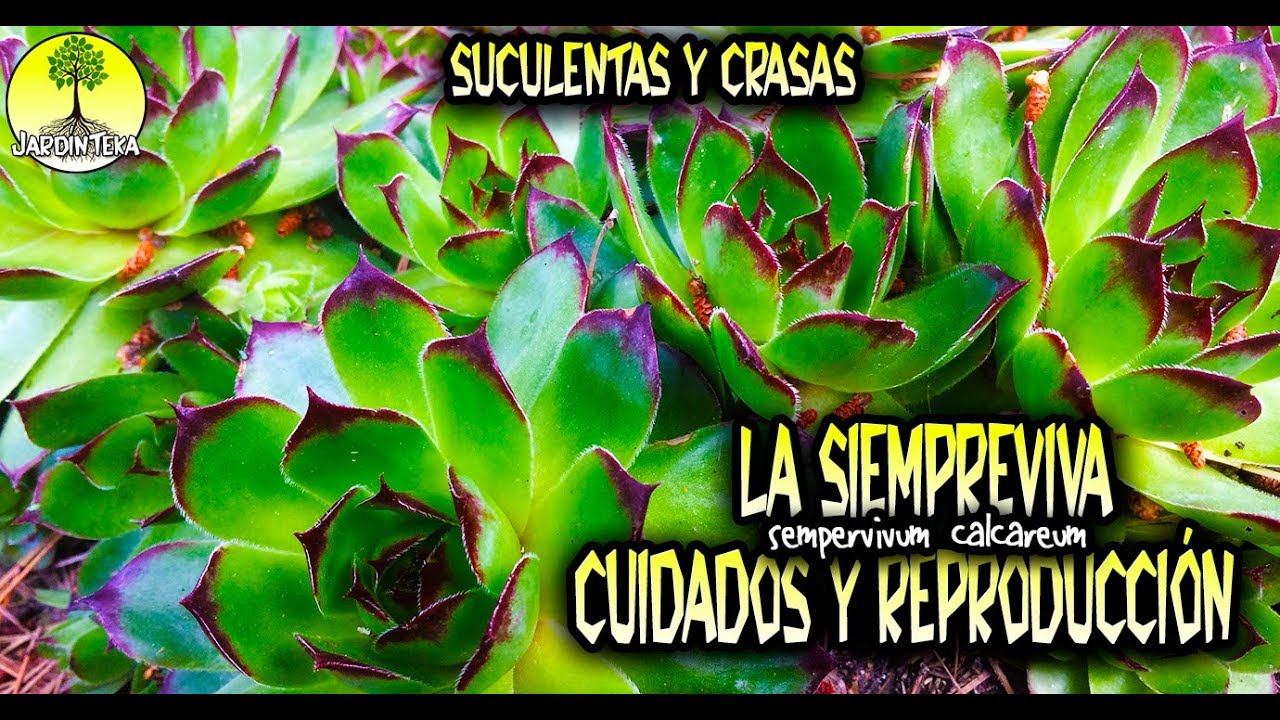 LA SIEMPREVIVA (sempervivum calcareum) CUIDADOS Y REPRODUCCIÓN - SUCULENTAS