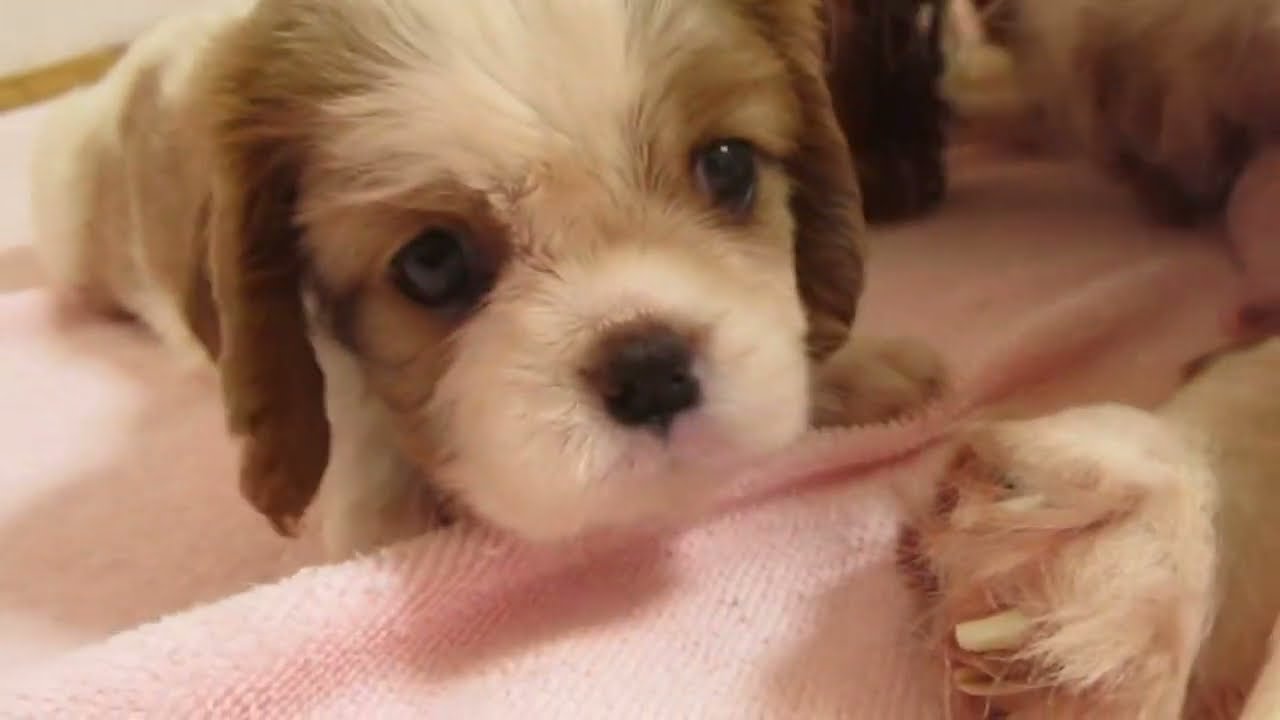 キャバリア Lemongrass　31日目の元気ちゃんとお迎えのお姉ちゃん達