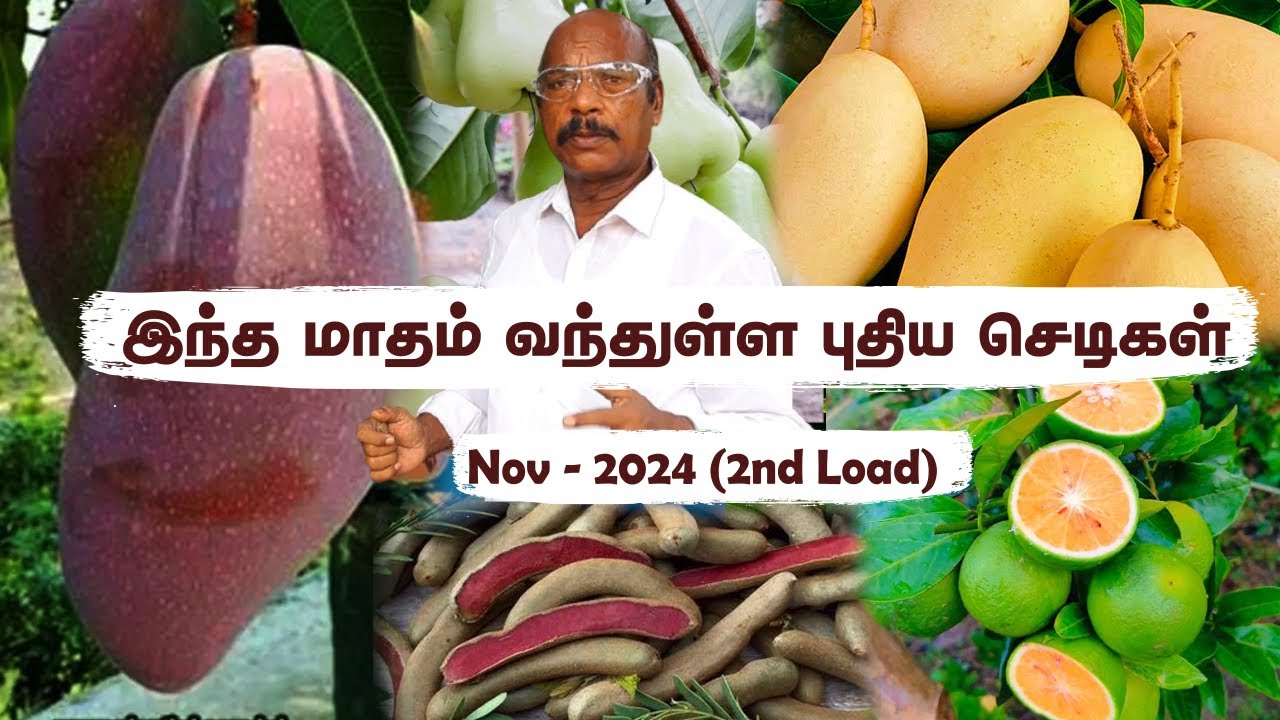 NovLoad 2🌟நம் மண்ணுக்கு ஏற்ற 100+ செடிகள்: பராமரித்து விற்பனை | Plants Perfectly Grown for Your Soil
