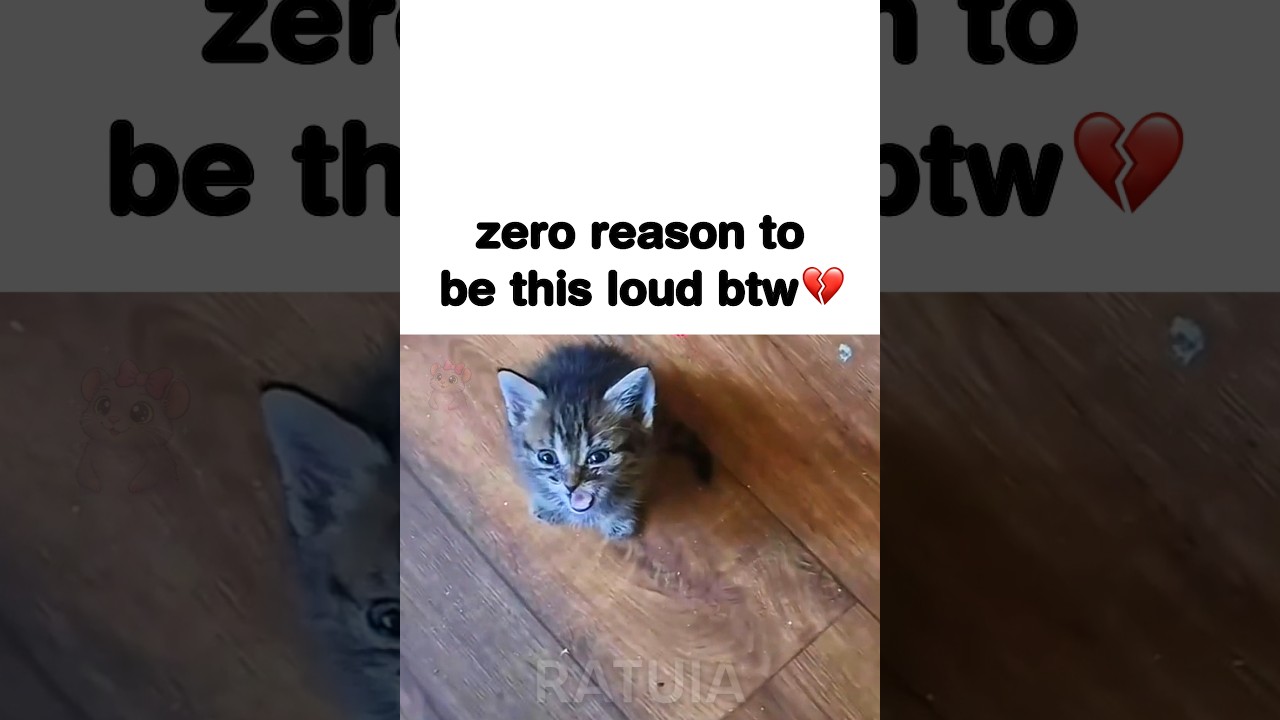 WHY is he screaming 😭