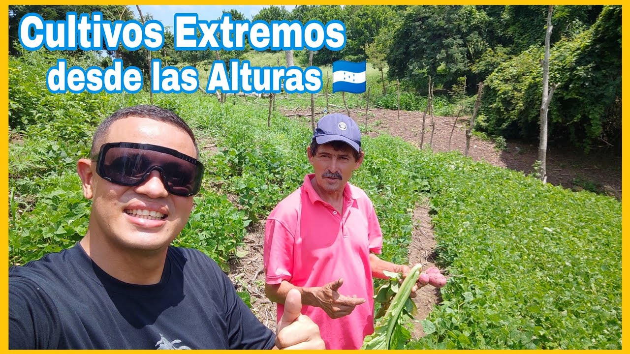 ASÍ se CULTIVA en LAS MONTAÑAS DE HONDURAS