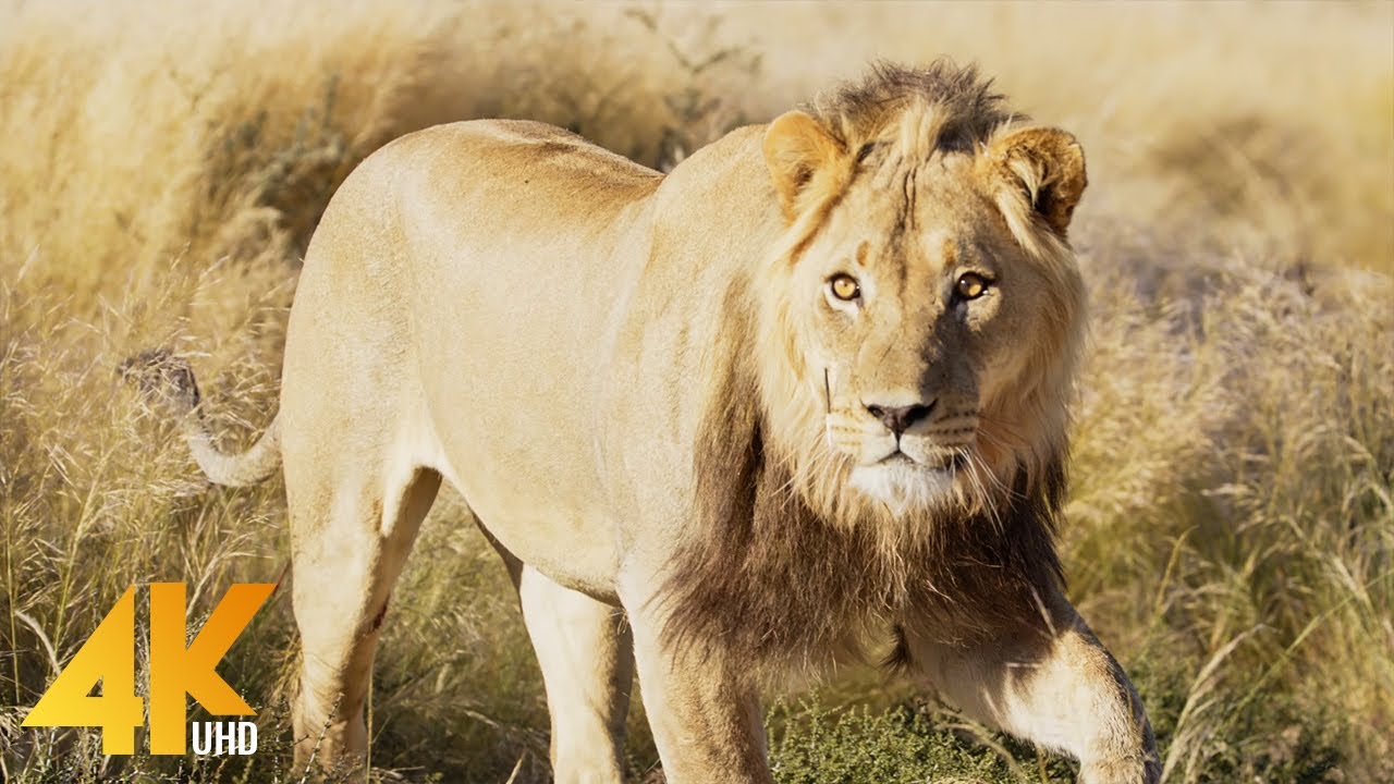 A Lion in my Tent - Mabuasehube Botswana, 2021 - Adventures during Africa Filming