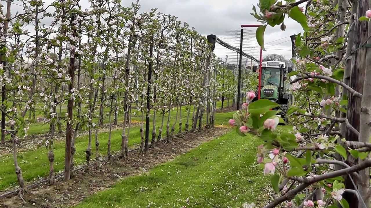 Darwin Fruit Tec