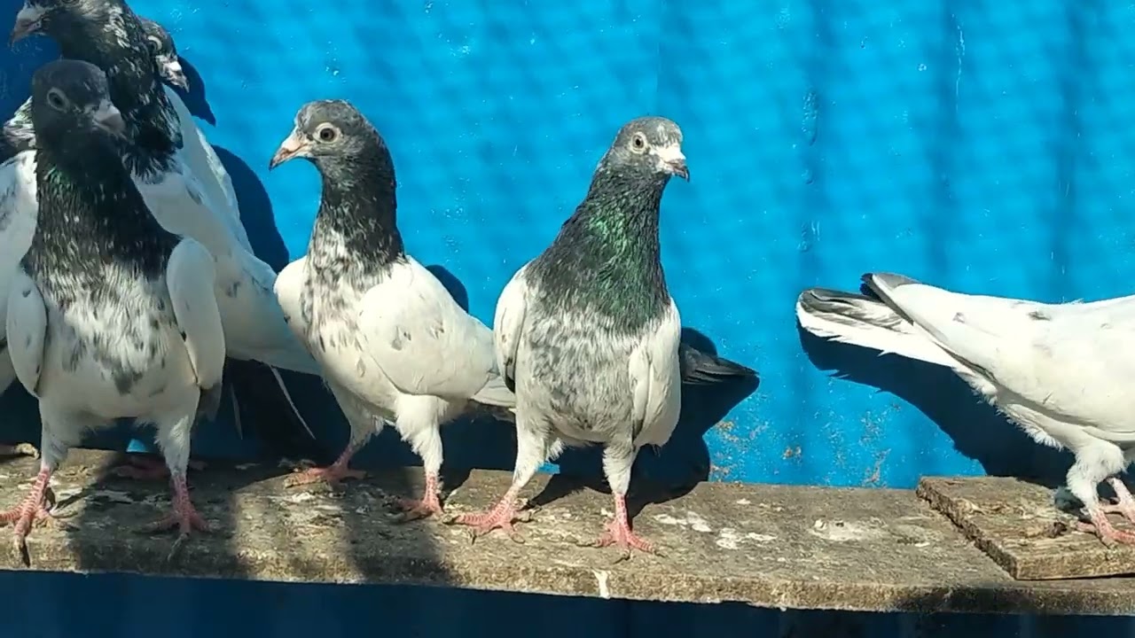 BANKA BREED for sale BUTT PIGEON JEE 03348014543 SIALKOT city 