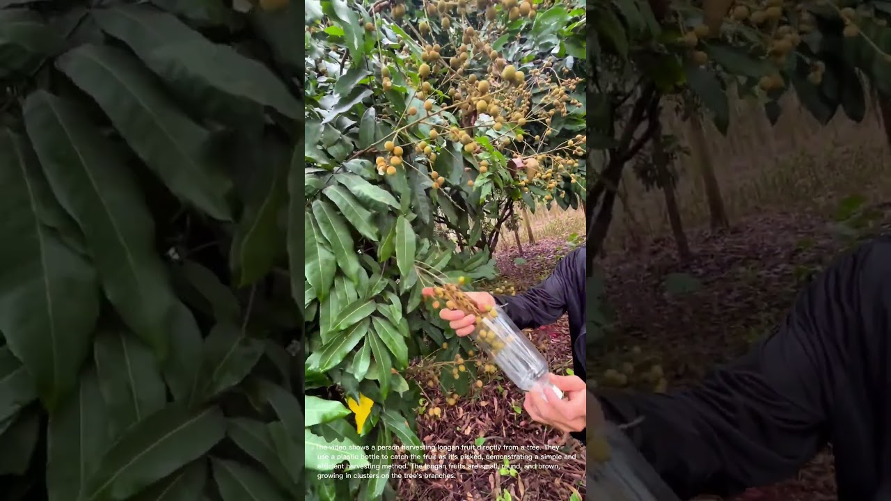 Harvesting Longan: Picking Fresh Tropical Fruit from the Tree