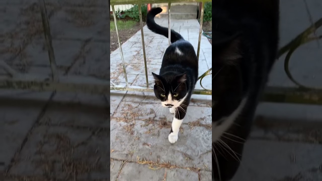 I saw 15 cats in my neighborhood!