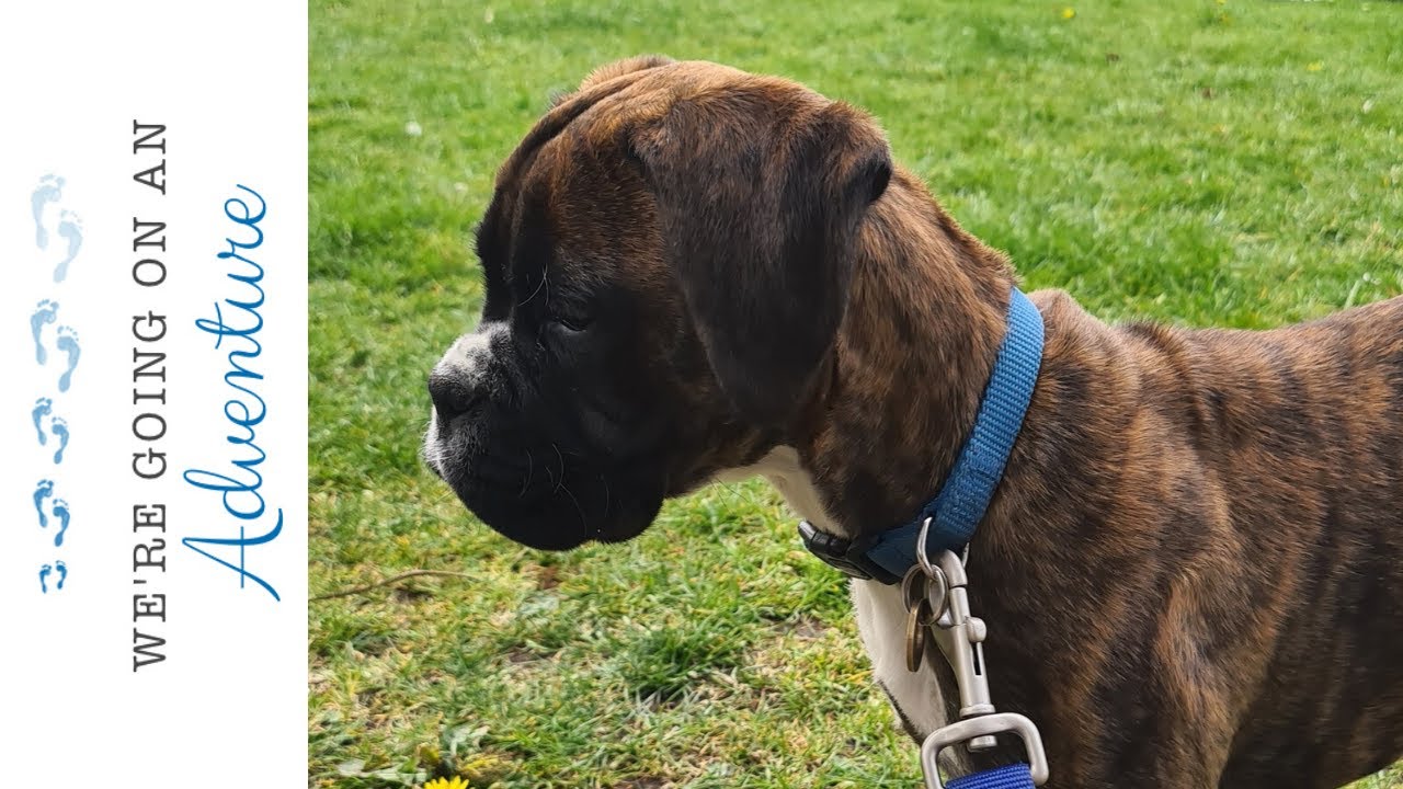 Poppy, 12 week old brindle boxer puppy