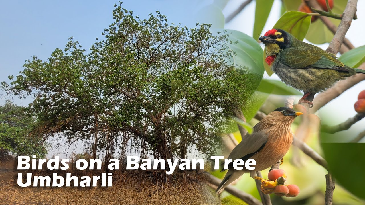 Birds on a Banyan Tree