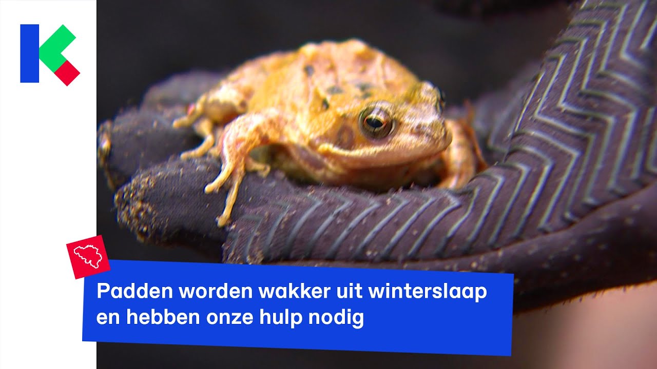 Opgepast voor padden en kikkers die oversteken