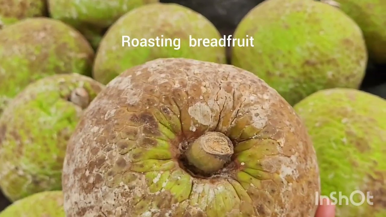 Tropical Breadfruit  can be cooked, roasted, or  baked #Big starchy organic green breadfruit 