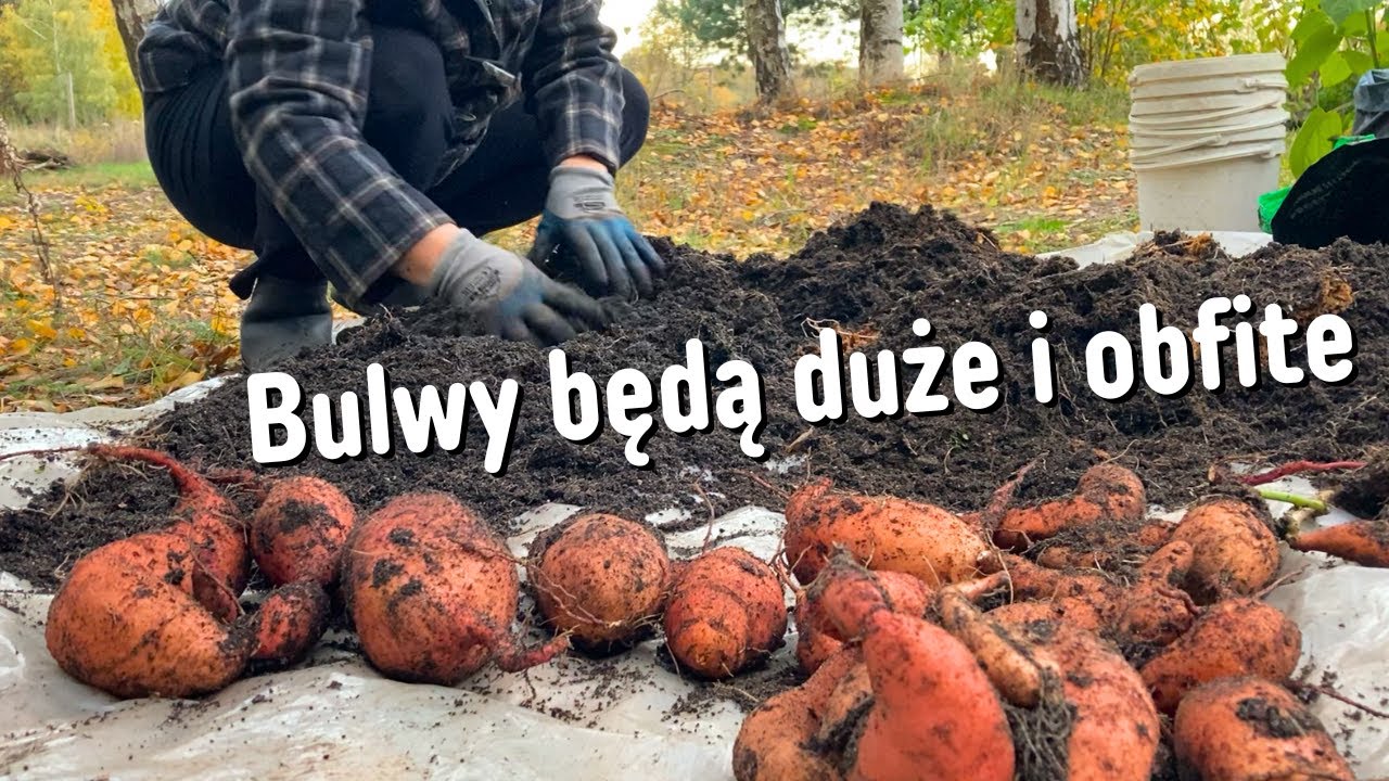 🥔Też zbieraj MNÓSTWO słodkich ziemniaków!👍Tajemnica OBFITYCH zbiorów, jak uprawiać BATATY w torbach?