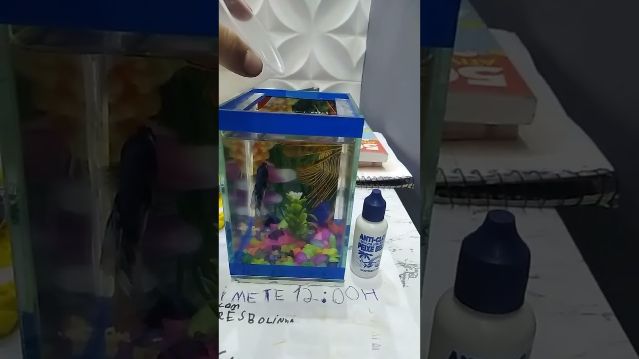como cuidar de um peixe beta