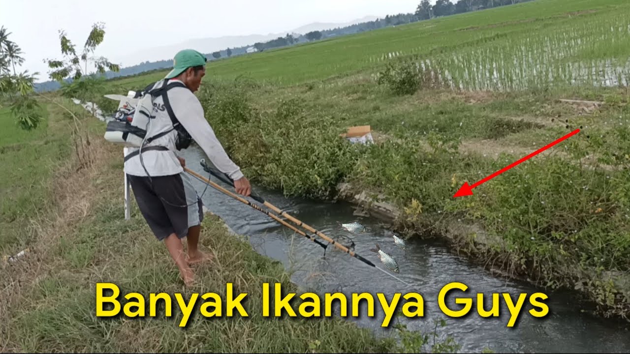 Panen Ikan Guys Di Saluran Irigasi Sawah | Sejuta Petualangan | Nonton Juga Video #shorts Nya