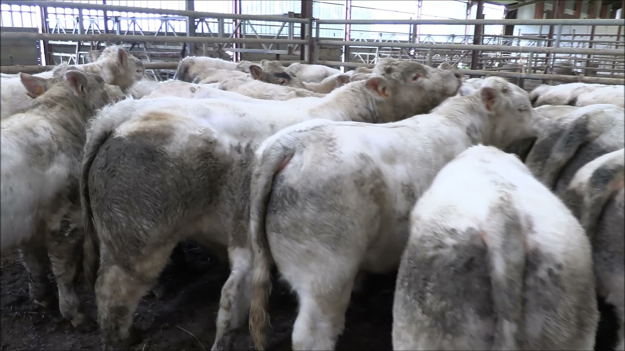 Vente vidéo 32 broutards CORBIGNY le 25 10 2021