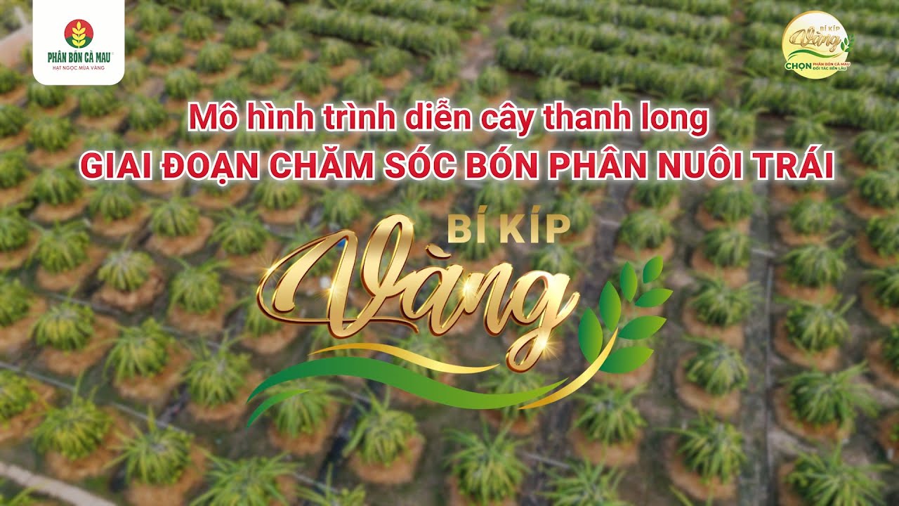 🌱 MÔ HÌNH TRÌNH DIỄN CÂY THANH LONG 🌱CHUYÊN ĐỀ 4: BÍ KÍP DƯỠNG TRÁI CHO MÙA VÀNG THỊNH VƯỢNG!