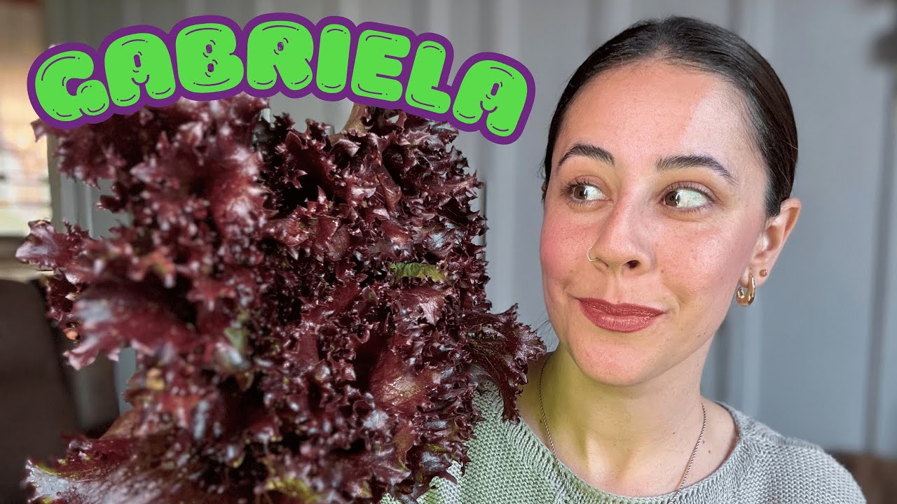 AVALIANDO VARIEDADES DE HORTALIÇAS: ALFACE ROXA GABRIELA