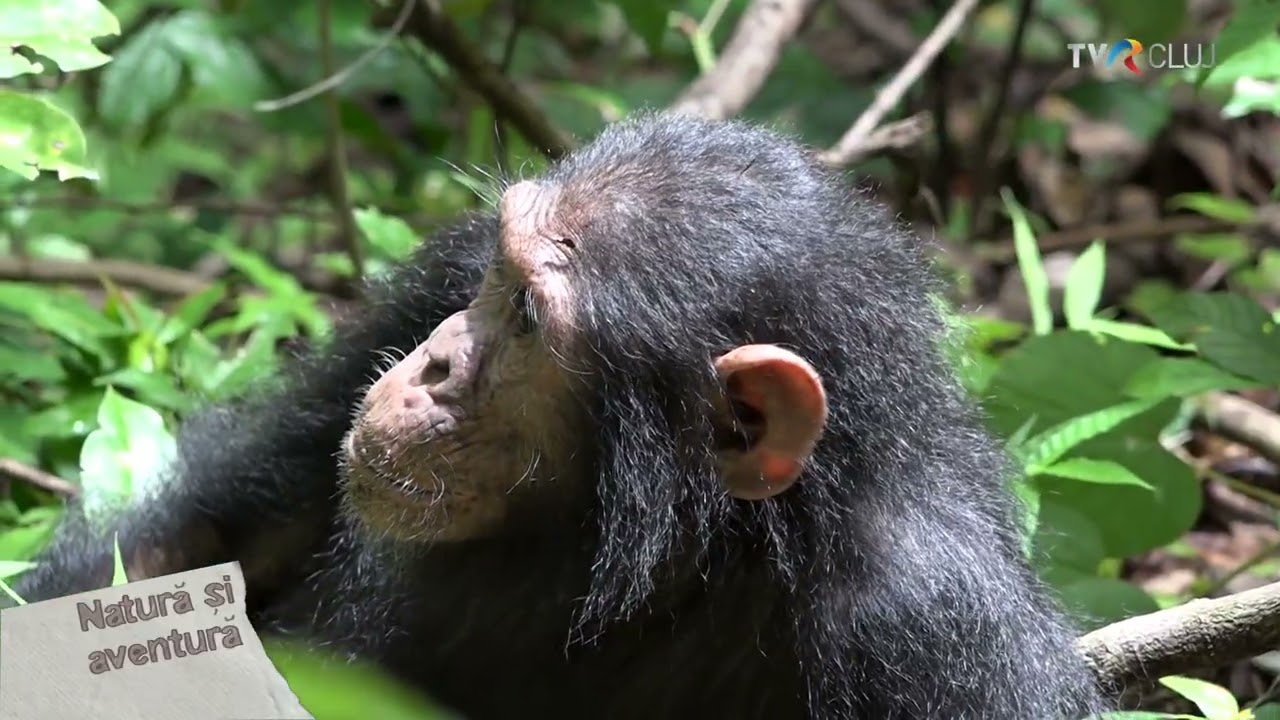 Natura si aventura in… Africa, p5, 21 decembrie 2025