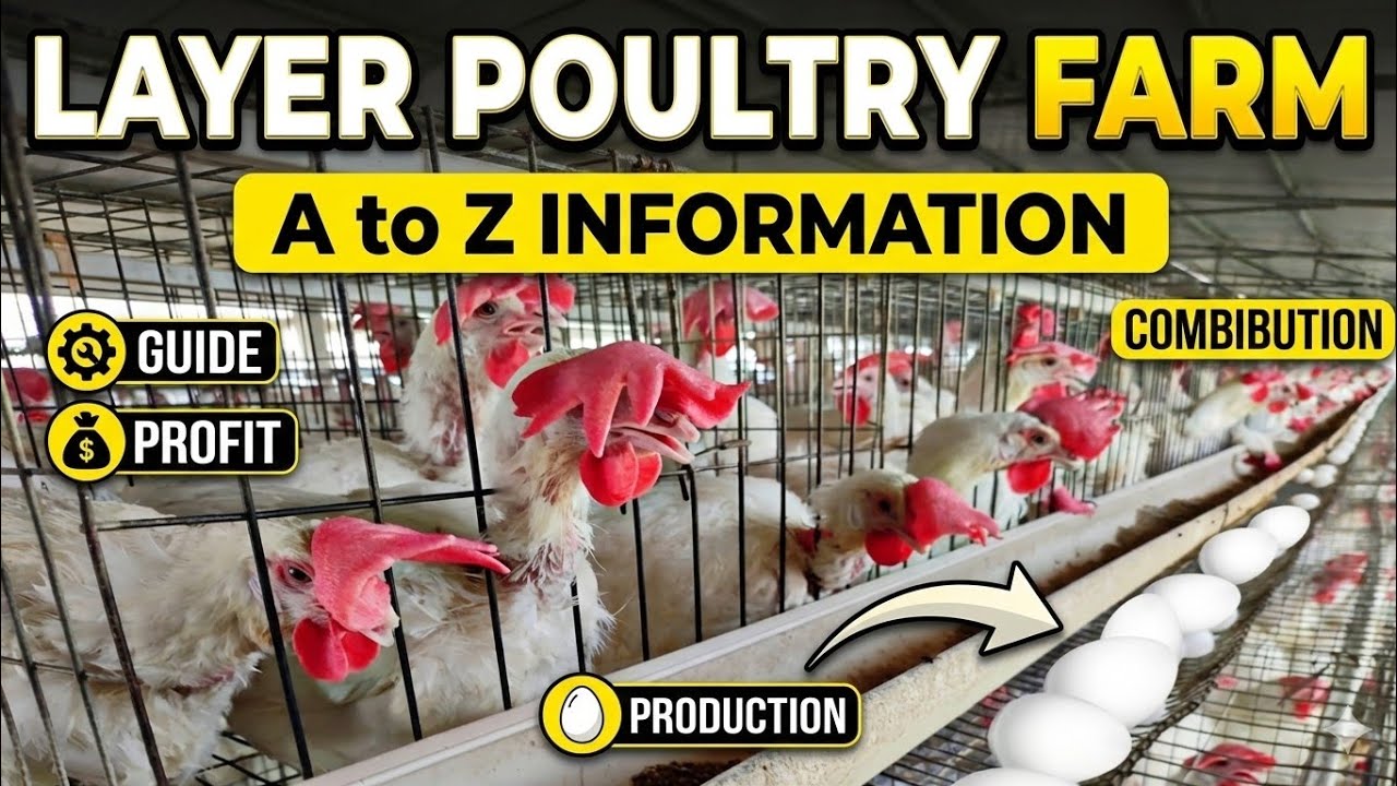 Layer Poultry Farm कि पूरी जानकारी एक ही विडियो में | Murgi Farm | anda Farm | eggs poultry Farm