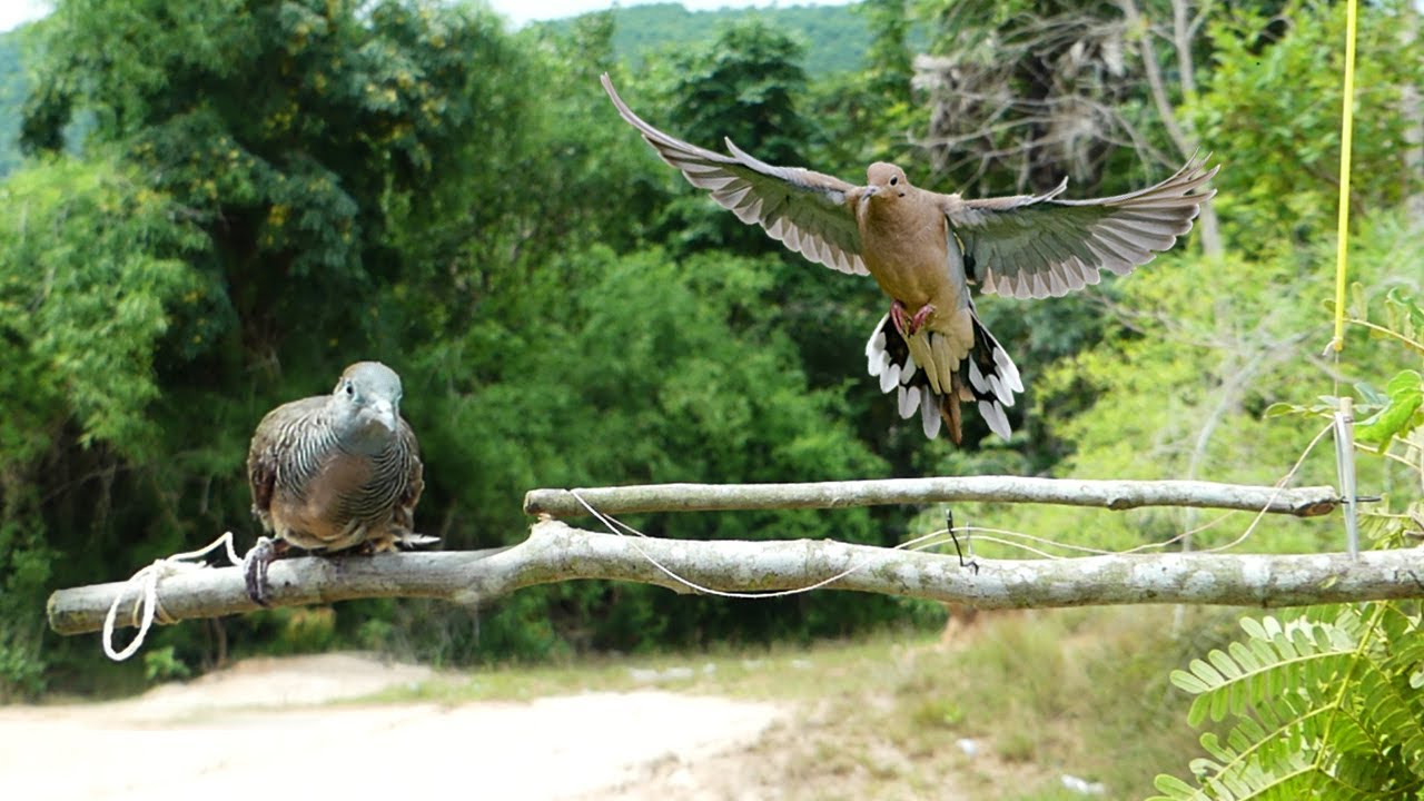 Traditional Creative Dove Trap Using Wood Branches - Easy Bird Trap