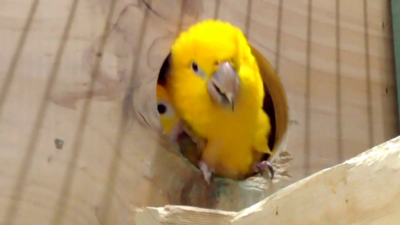 Golden Conure attack