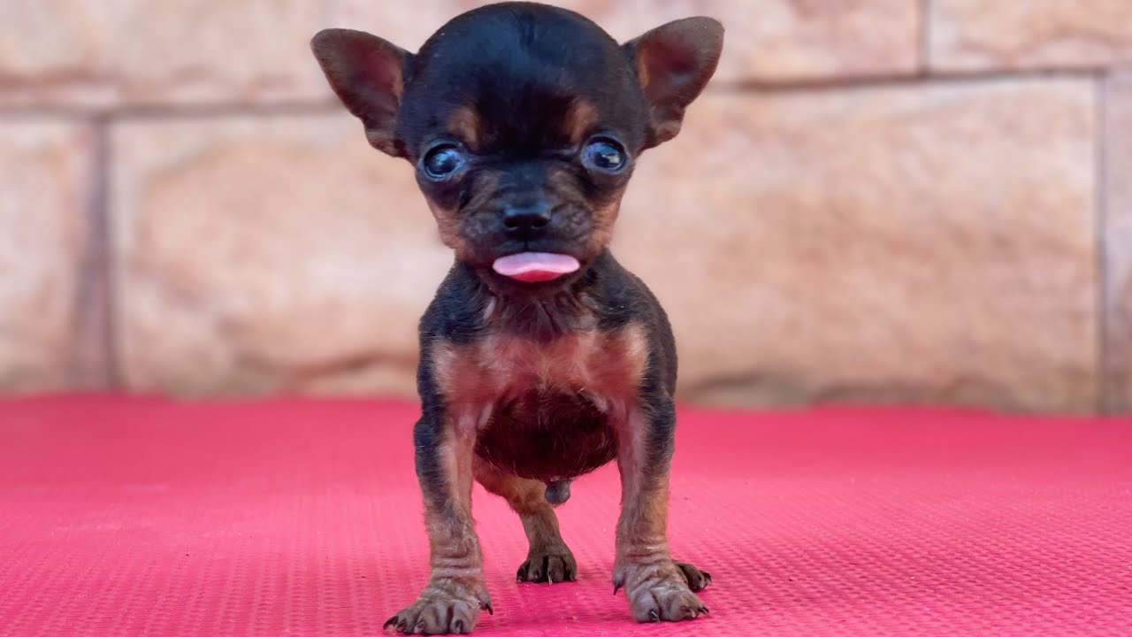 PINSCHER LATINDO BRAVO | PINSCHER FILHOTES