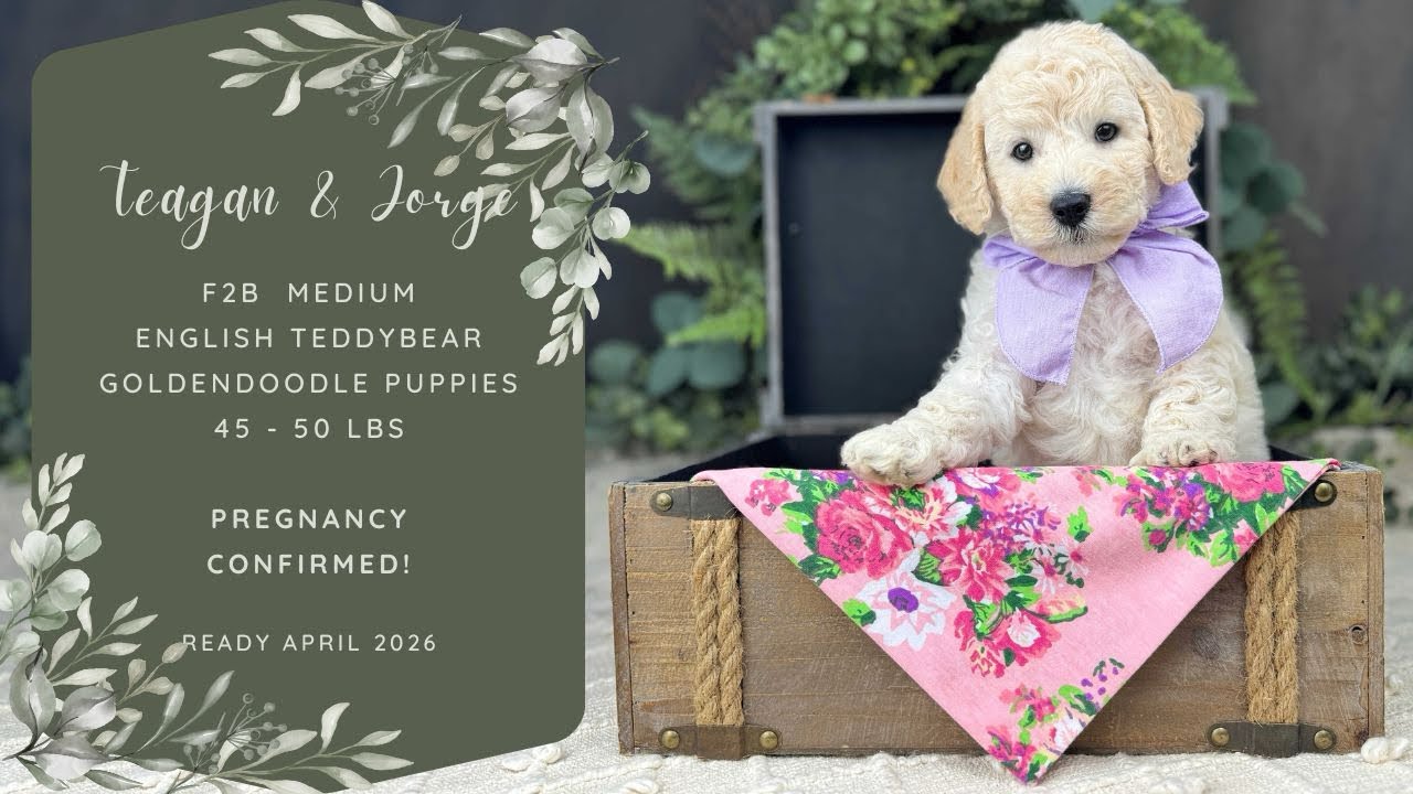 Teagan’s F2b Medium English Teddy Bear Goldendoodles In MO Ready April 2026 - Ultrasound 